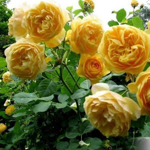 Rosa Charles Darwin