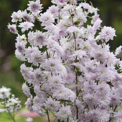 Delphinium Highlander Cha Cha