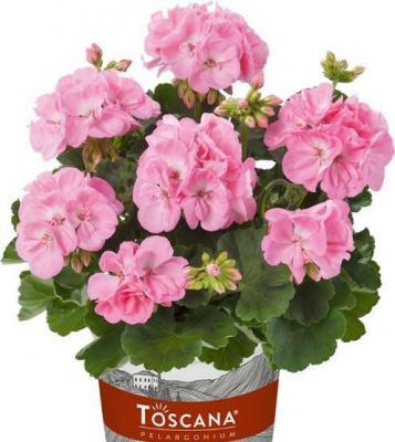 Pelargonium zonale Trend Gesa light pink