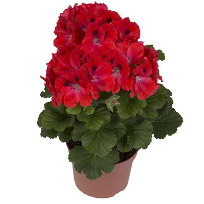 Пеларгония Elegance Coral Sunset