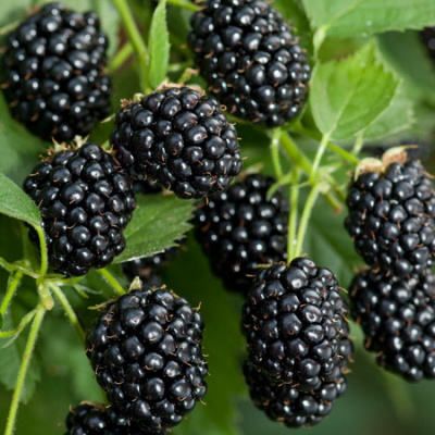 Rubus-Jeżyna 'Black Satin'