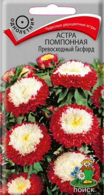 Астра Превосходный Гасфорд помпонная