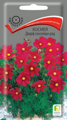Космея Дварф сенсейшен ред