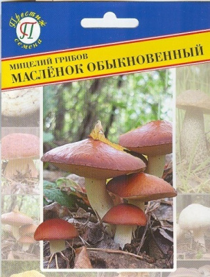Гриб Масленок