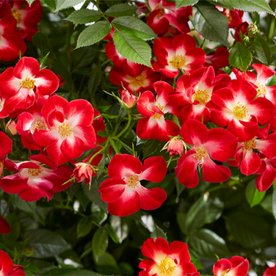 Rosa Everglow Ruby