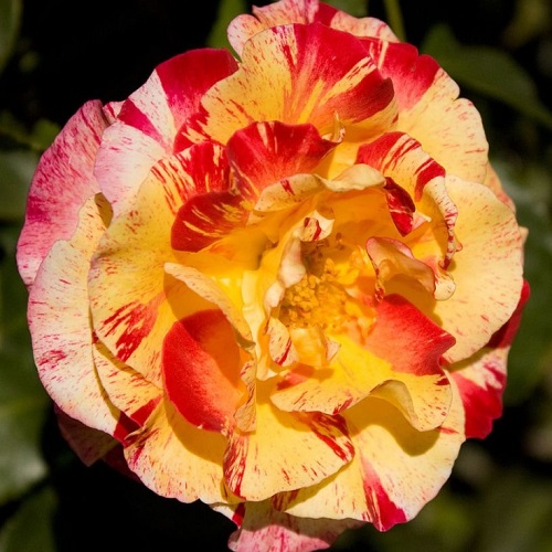 Rosa Camille Pissarro_2