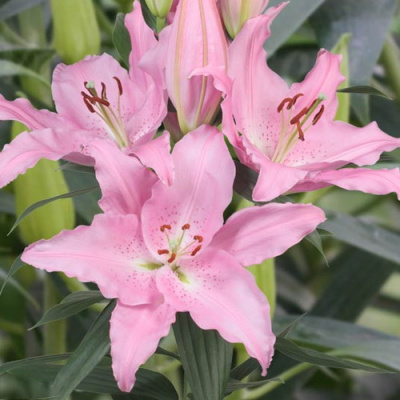 Lilium Catemaco