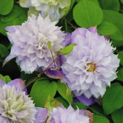 Clematis Veronica's Choice