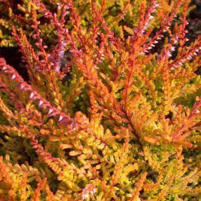 Calluna vulgaris Wickware Flame