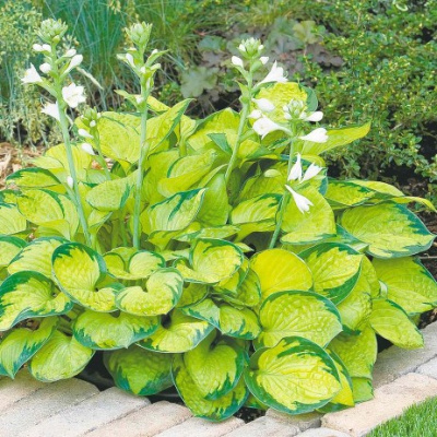 Hosta Rainforest Sunrise