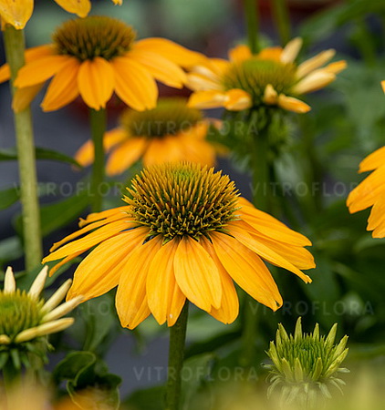 Echinacea SunMagic Fantastic Yellow_3
