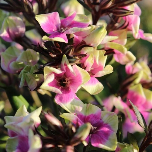 Phlox Neon Mike's Choice