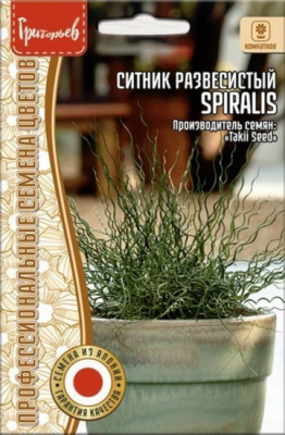 Ситник Spiralis развесистый