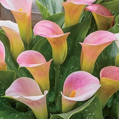 Zantedeschia Captain Marrero