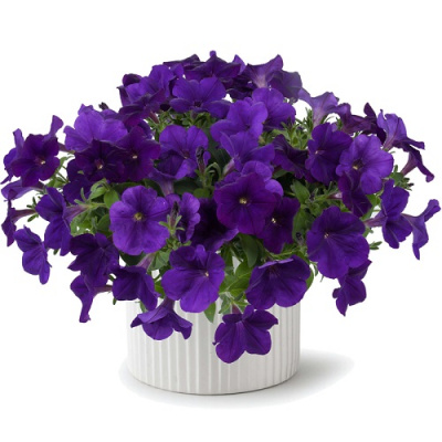 Petunia Capella Indigo