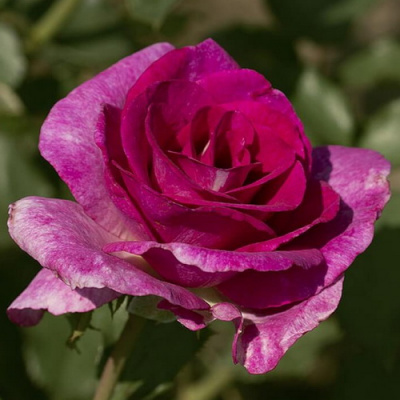 Rosa Melody Parfum