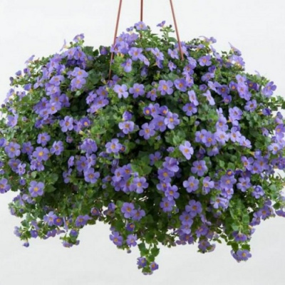 Бакопа Gulliver Blue