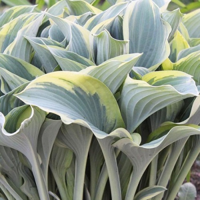 Hosta Regal Splendor1