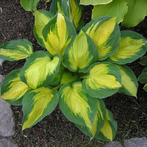 Hosta Georgia Sweetheart