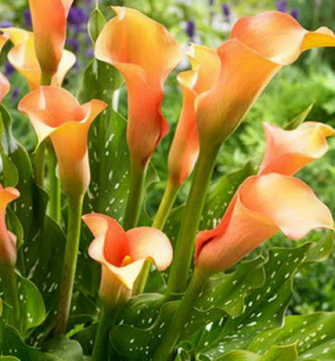 Zantedeschia Cameleon