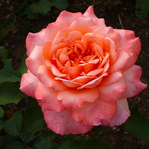 Rosa Albrecht Durer
