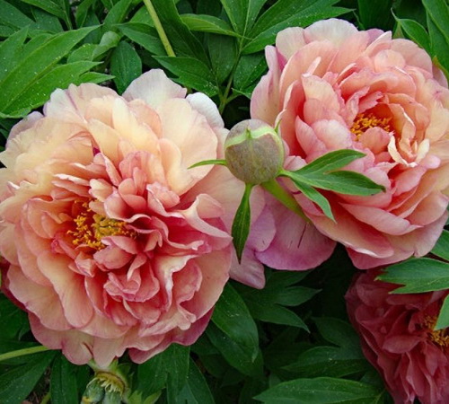 Paeonia Magical Mystery Tour
