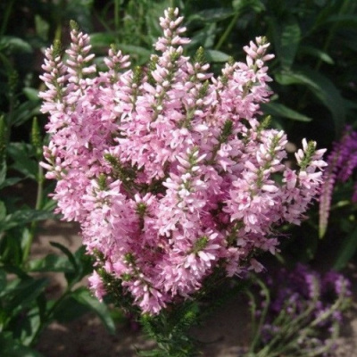 Veronica spicata Pink Bomb