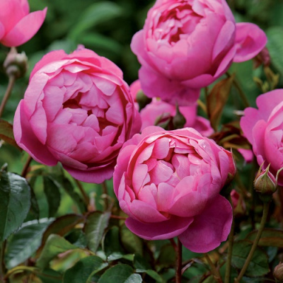 Rosa Royal Jubilee