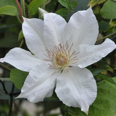 Clematis Valge Daam