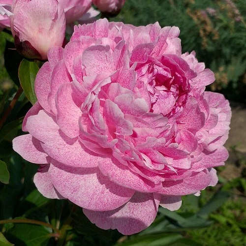 Paeonia Pietertje Vriend_3