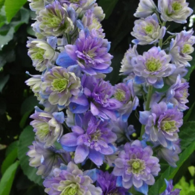 Delphinium Highlander Blueberry Pie