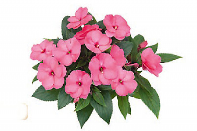 Impatiens-Bonita-Nicoya
