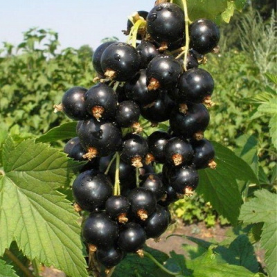 Багира