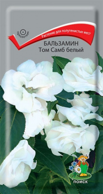 Бальзамин Том Самб белый