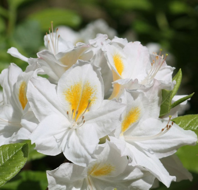 Rhododendron knaphill Persil