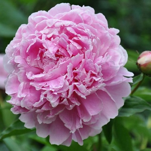 Paeonia Sarah Bernhardt Unique_3