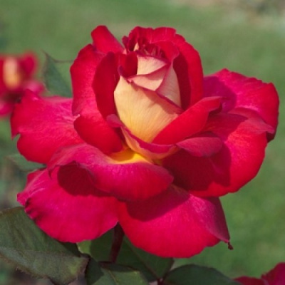 Rose Bolchoi