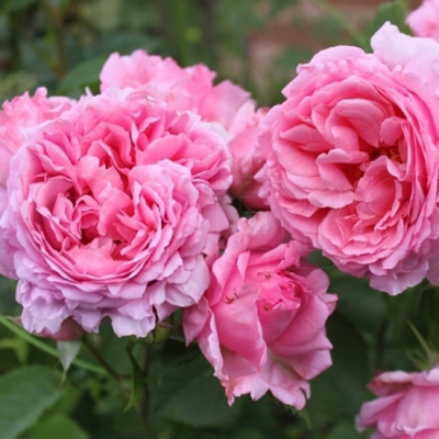 Rosa Bienvenue