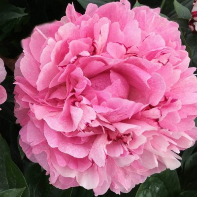 Paeonia The Fawn_4