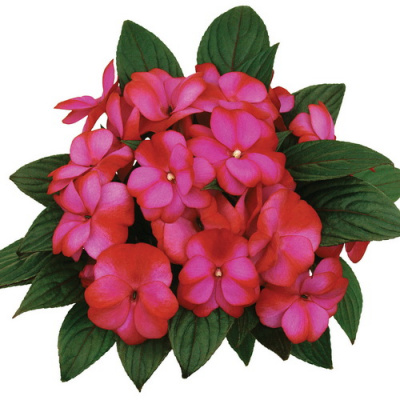 Impatiens Paradise Fancy