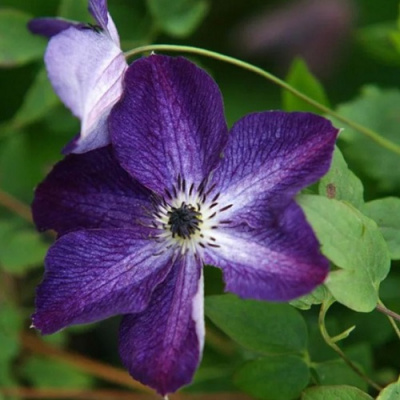 Clematis Night Veil_1