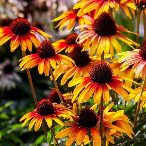 Echinacea Parrot_4