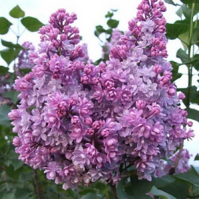 Сирень КОЛХОЗНИЦА