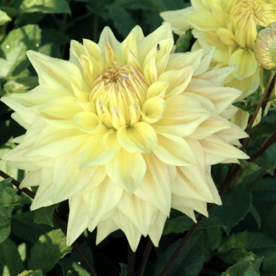 Dahlia Advance
