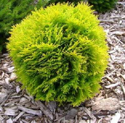 Thuja occidentalis Mirjam