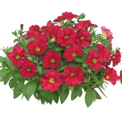 Петхоа Power Sisters Red Runa