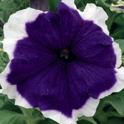 PetuniaFestival Frost Blue