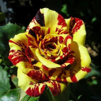 Rosa Simsalabim