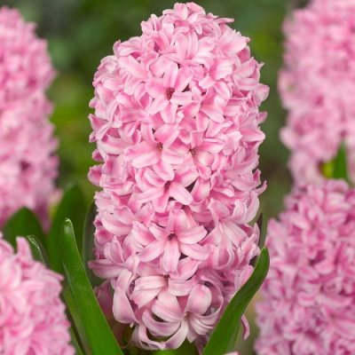 Hyacinth Fondant