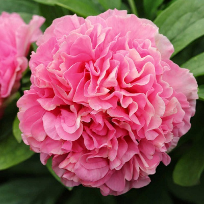 Paeonia Carnation Bouquet